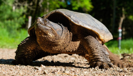 A snapping turtle on a dirt pathway surrounded by trees.