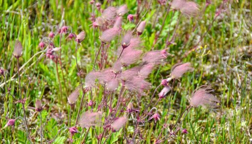 Pink prairie smoke plant growing in a grassy area.
