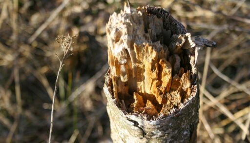 Close-up of a broken tree stump.