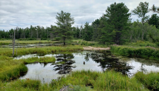 Swamp in Mashkinonje Provincial Park.
