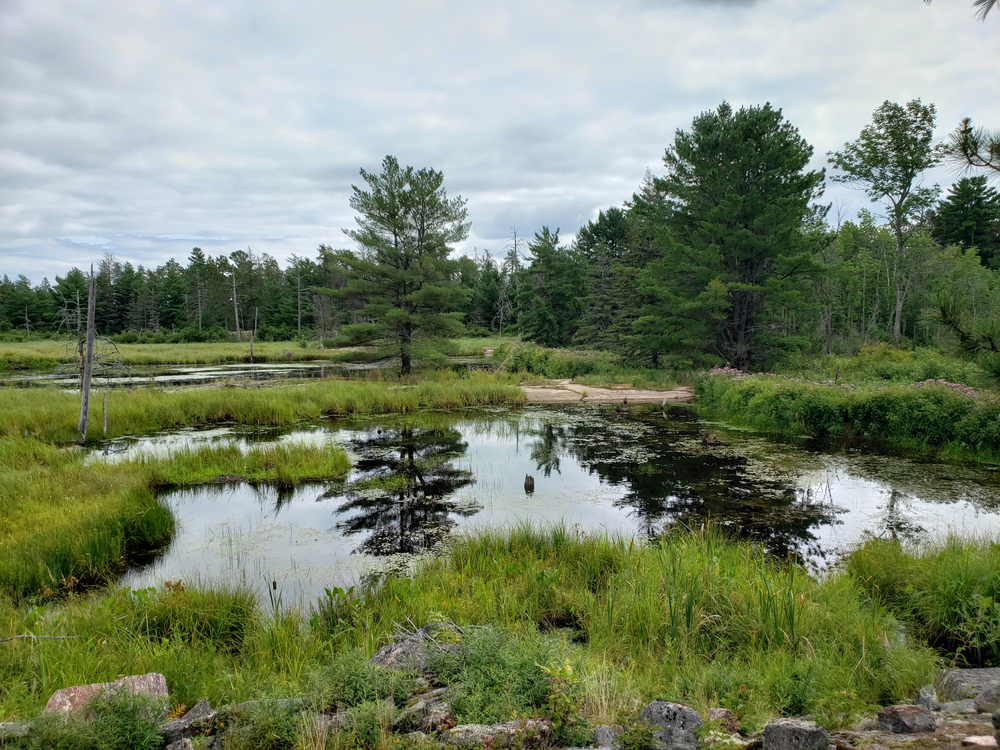 Swamp in Mashkinonje Provincial Park.