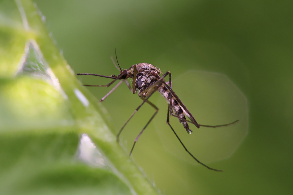 Close-up of a mosquito on a leaf.