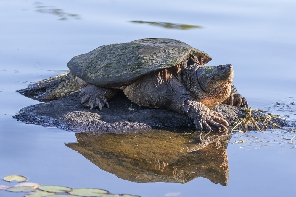 Snapping turtle sitting on a rock.