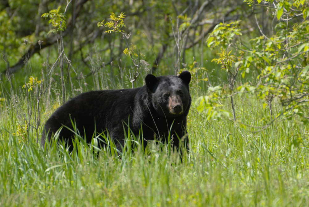 Black bear in a green meadow.