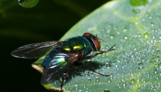 Where do all the bugs go when it rains?