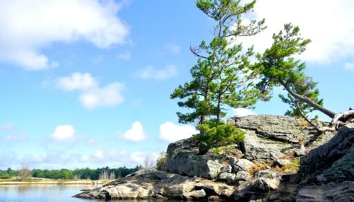 Pine tree growing on a rock in Georgian Bay, Ontario.
