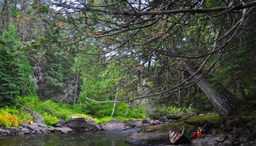 View of a large tree along the shore of the Missinaibi River, Ontario.