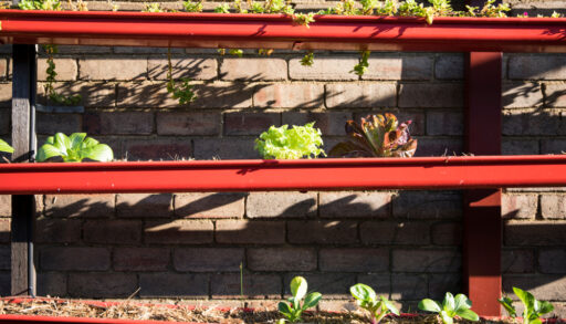 Red rain gutters repurposed to hold plants.