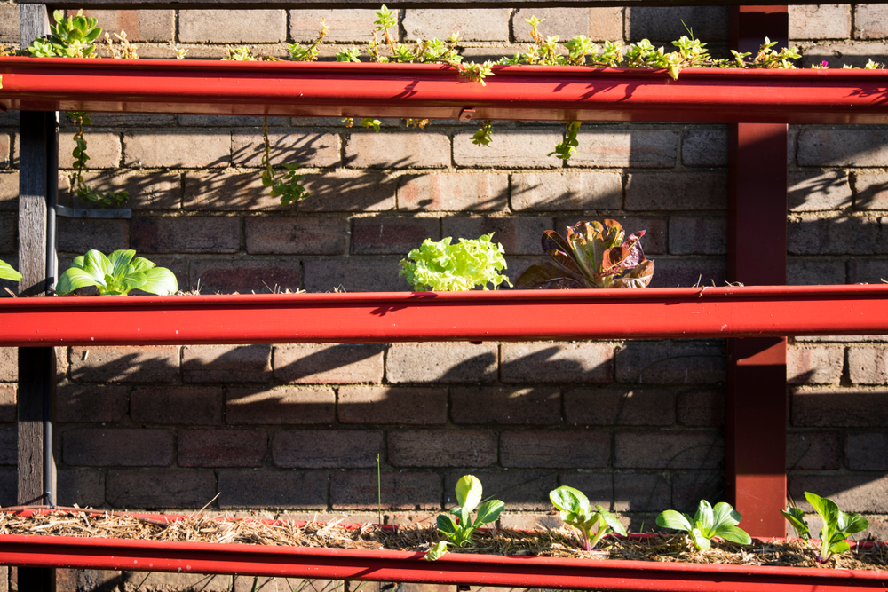 Red rain gutters repurposed to hold plants.