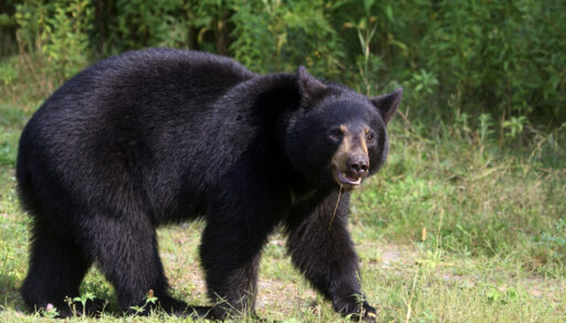 Black bear walking in a grassy clearing.