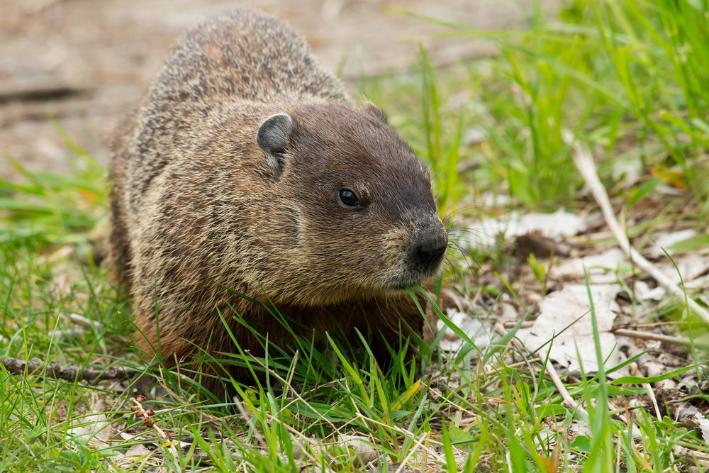 Groundhog walking next to a puddle.