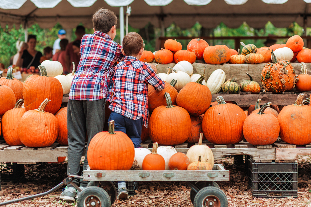 Two kids in plaid shirts with a wagon picking from a row of pumpkins.