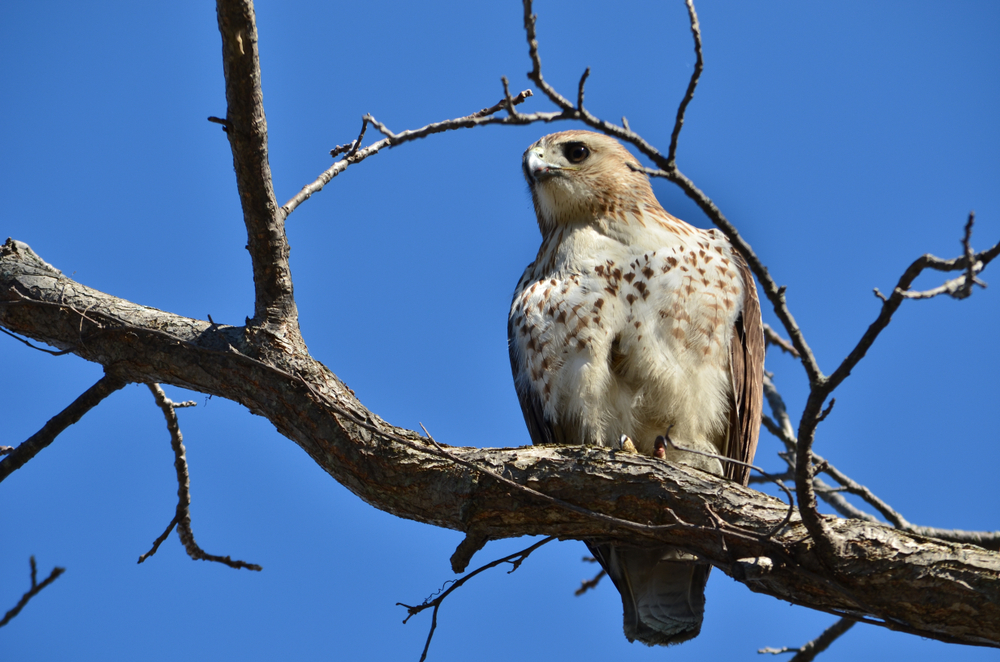 Red-tailed hawk perched on a branch in Point Pelee National Park, Ontario.