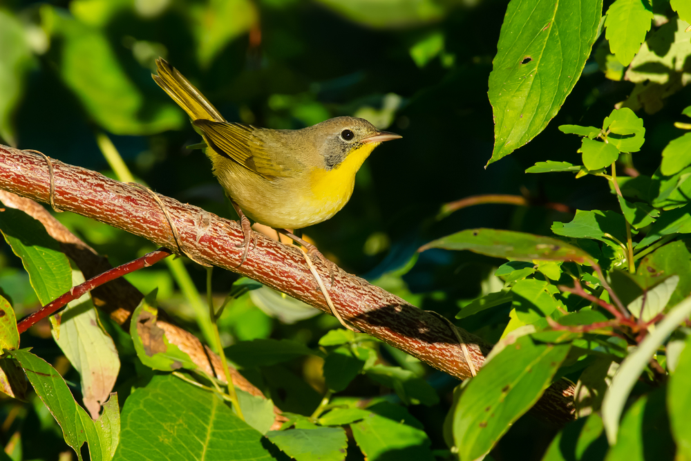 Common yellowthroat perched on a branch in Presqu'ile Provincial Park, Brighton, Ontario.