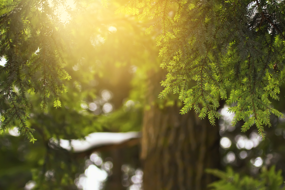 Close-up of hemlock tree branches backlit by the sun.