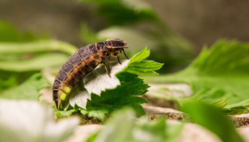 Firefly larva with glowing green on a leaf.