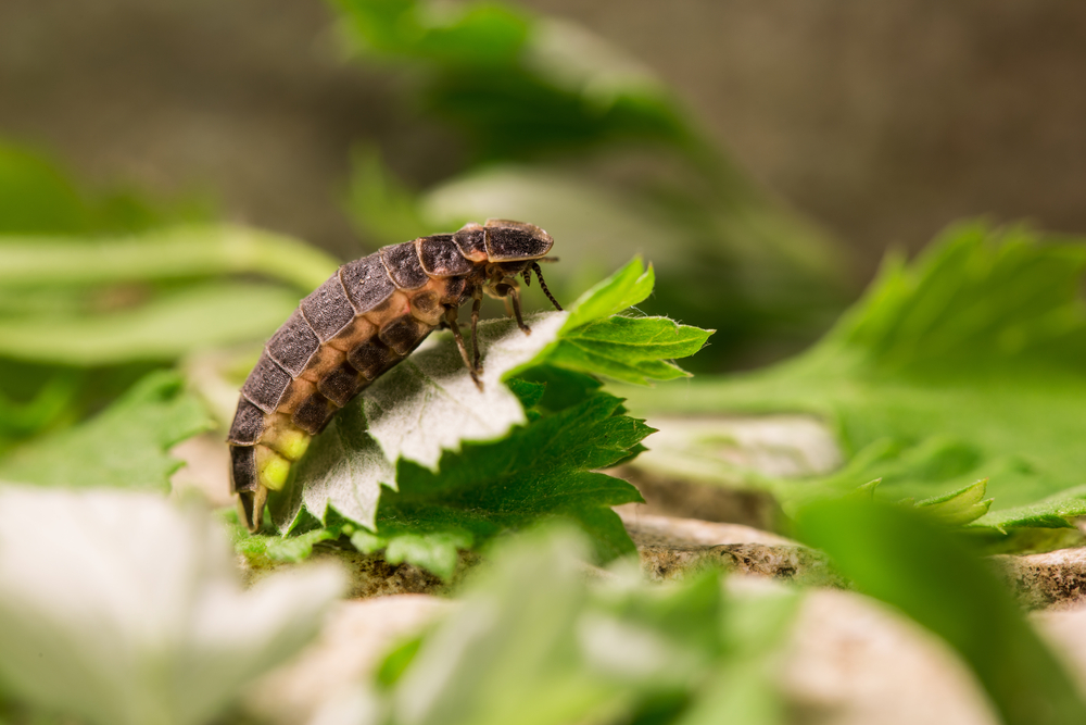 Firefly larva with glowing green on a leaf.