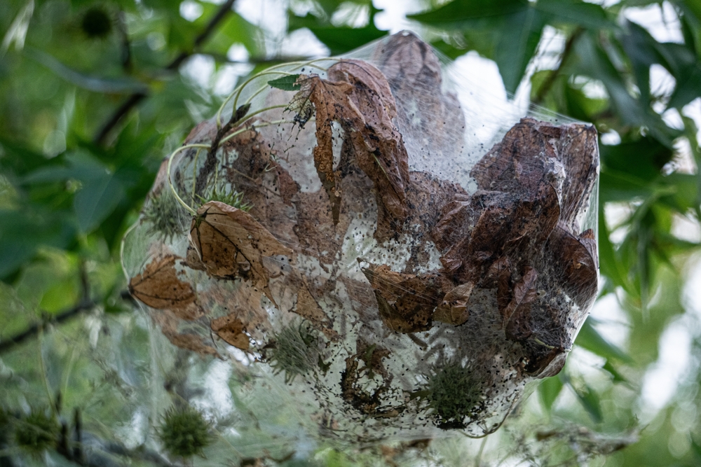 Webworm webbing around brown leaves on a tree.