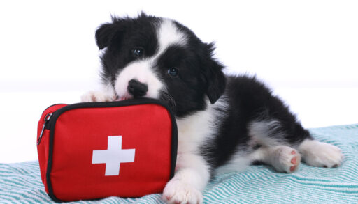 Border collie puppy with paw on a red first aid kit.