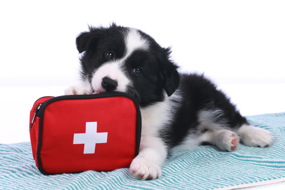 Border collie puppy with paw on a red first aid kit.