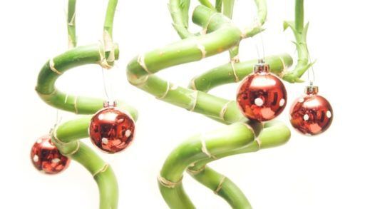 christmas bamboo