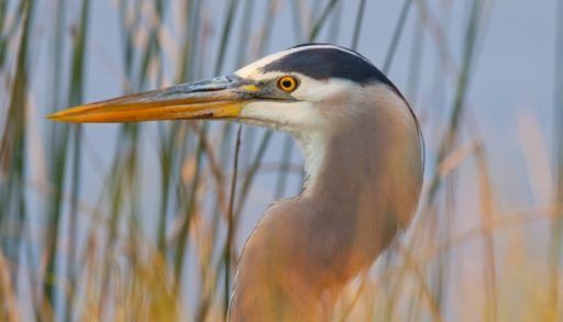 Great blue heron