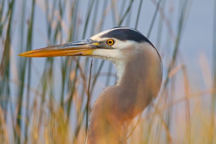 Great blue heron