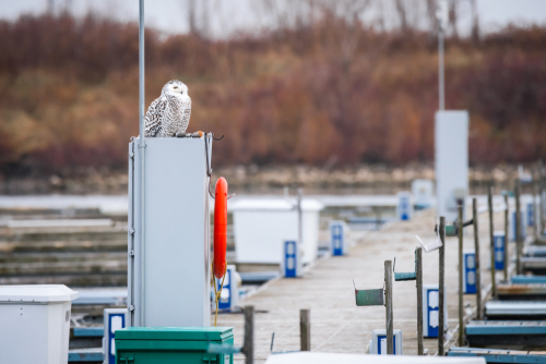 Snowy owl sits alone on a dock post.