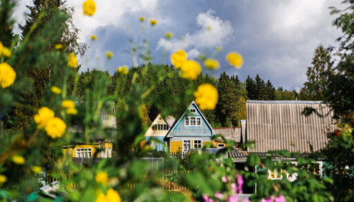 View of a blue Russian dacha (cottage) through a bush of yellow flowers.