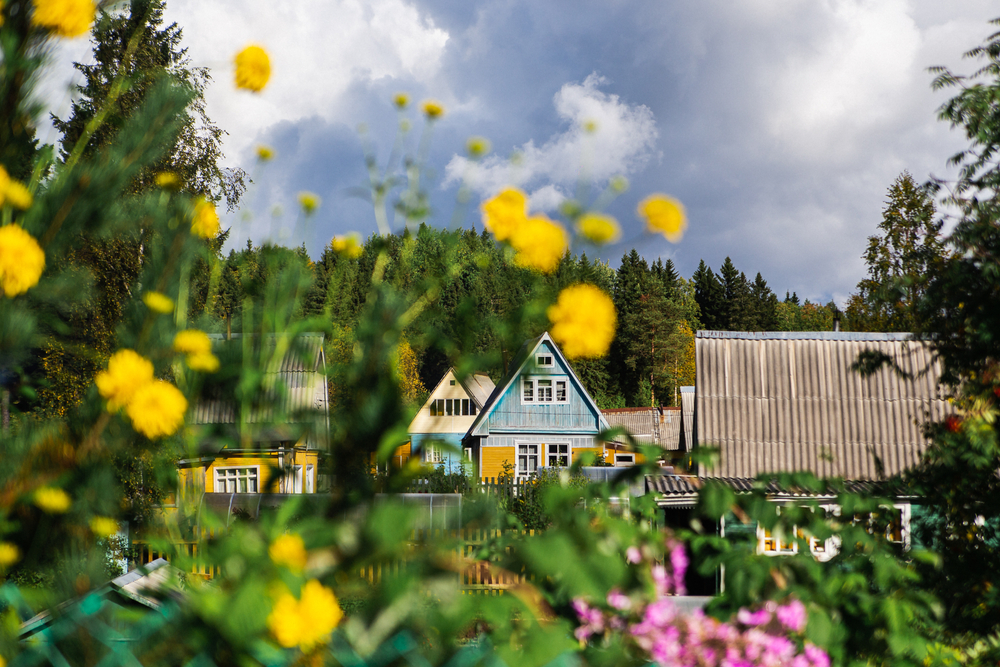 View of a blue Russian dacha (cottage) through a bush of yellow flowers.
