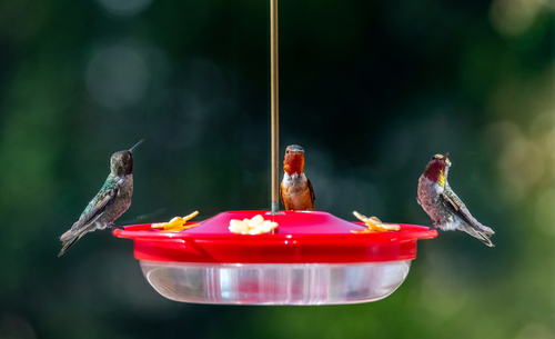 Three hummingbirds sitting on a bird feeder.