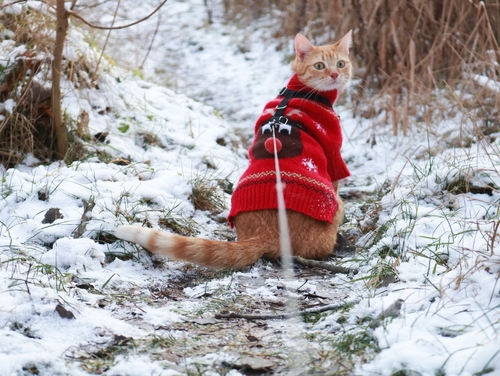 Tabby cat on a leash wearing a Christmas sweater.