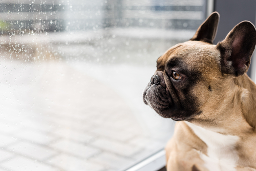 French bulldog looking out a window with raindrops.