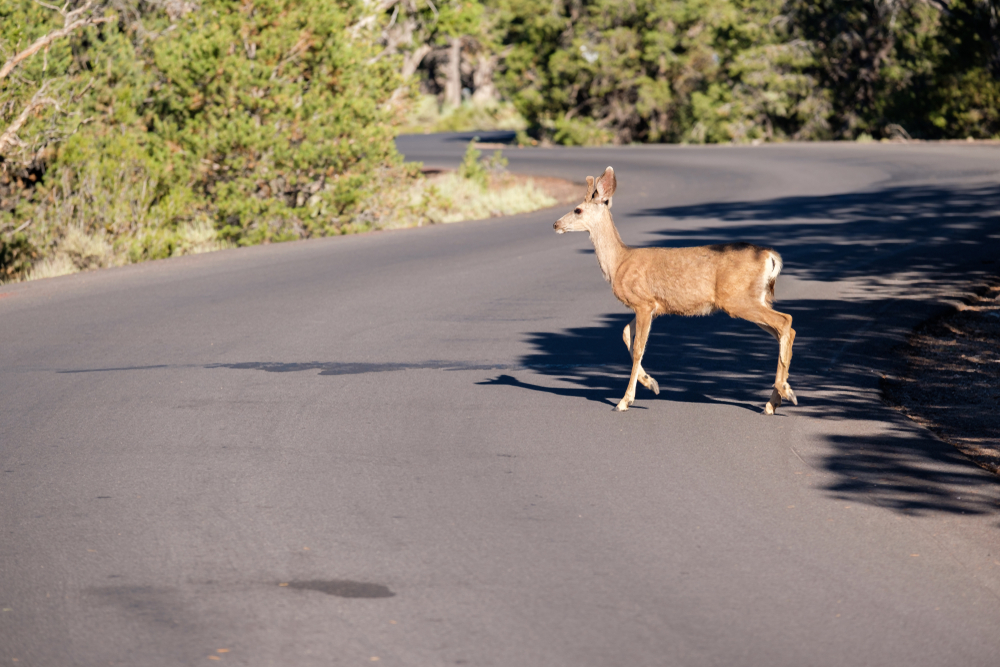 A deer crossing a road in the middle of a forest.