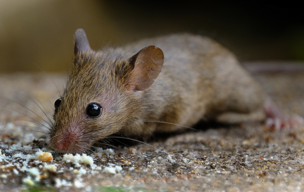 Brown house mouse sniffing for food.