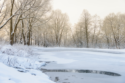 Snow-covered trees around a frozen pond at sunset.