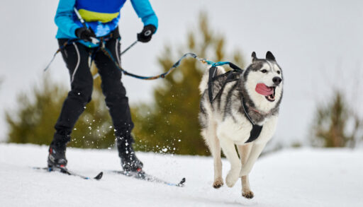 Person cross-country skiing with a husky.