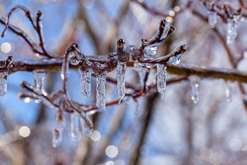 Close-up of frozen water droplets on a tree branch.