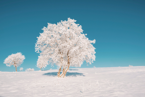 White, frozen tree against a sunny, blue sky.