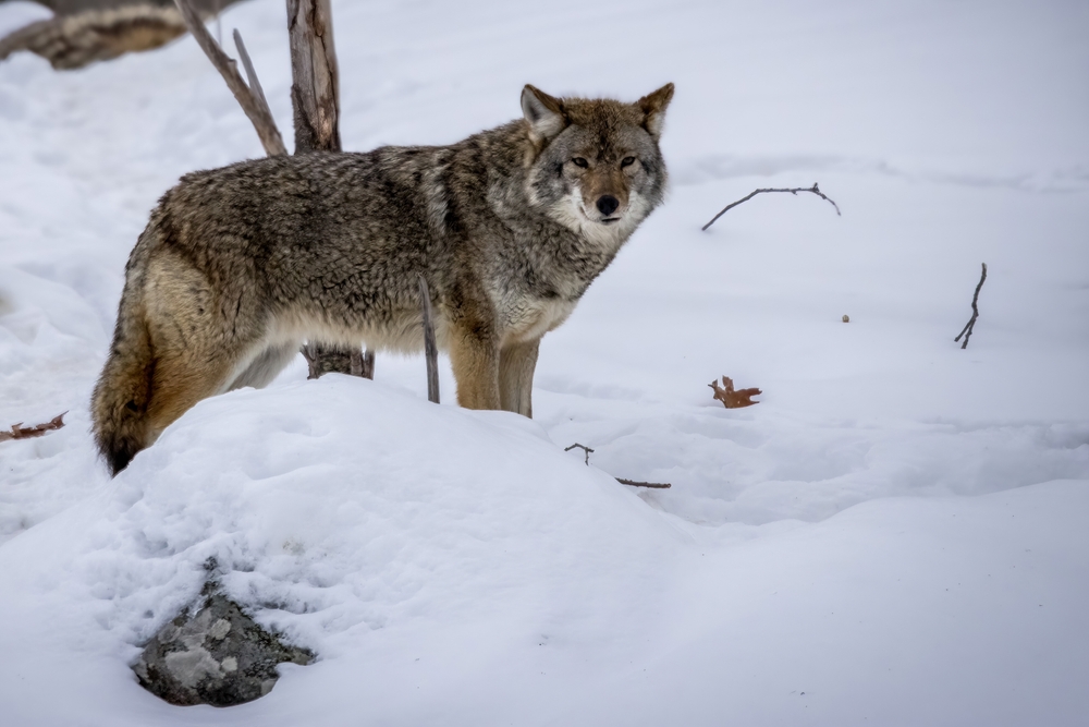 Grey wolf standing in a snowy forest.
