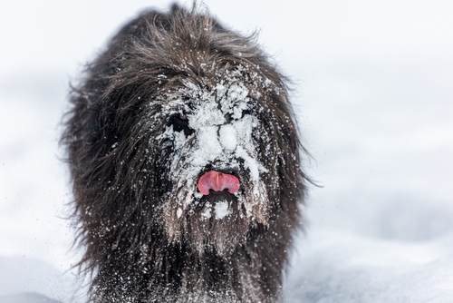 Black dog licking its face covered in snow.