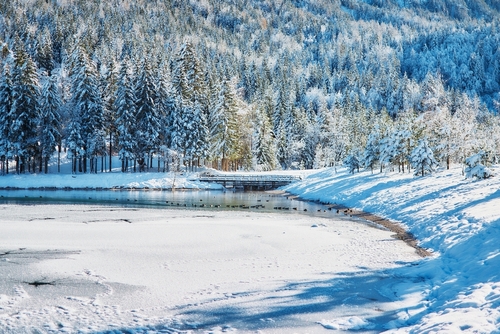 Snow-covered trees next to a frozen lake on a sunny day.