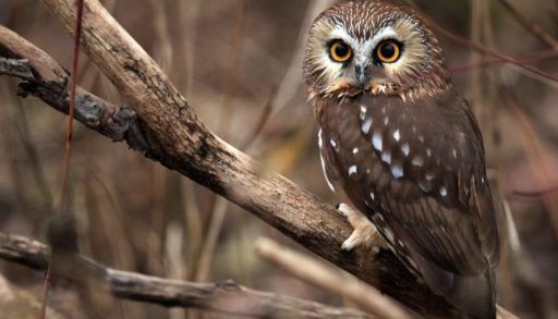 Saw Whet Owl