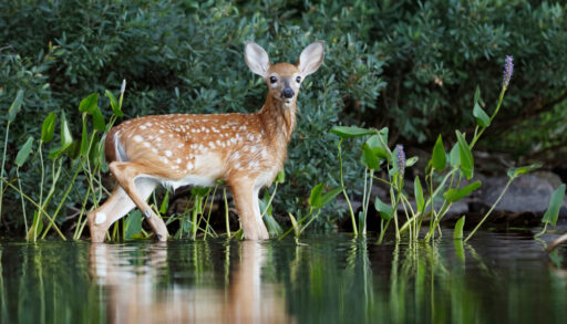 Fawn in a marsh in Haliburton, Ontario.