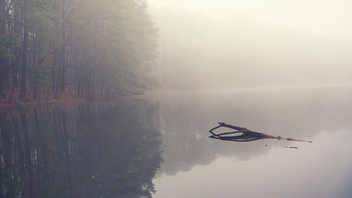 Log sticking out of a calm lake covered in fog.