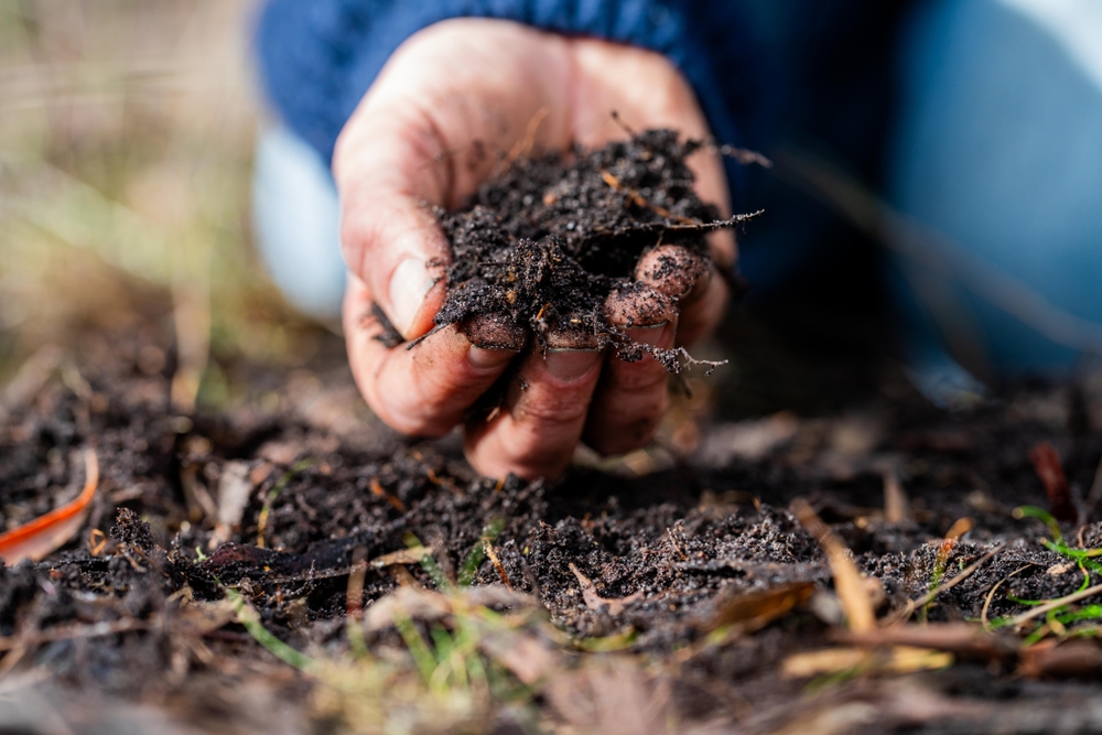 Person holding a pile of compost in their hand.