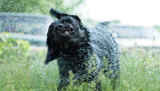 Shaking off water
