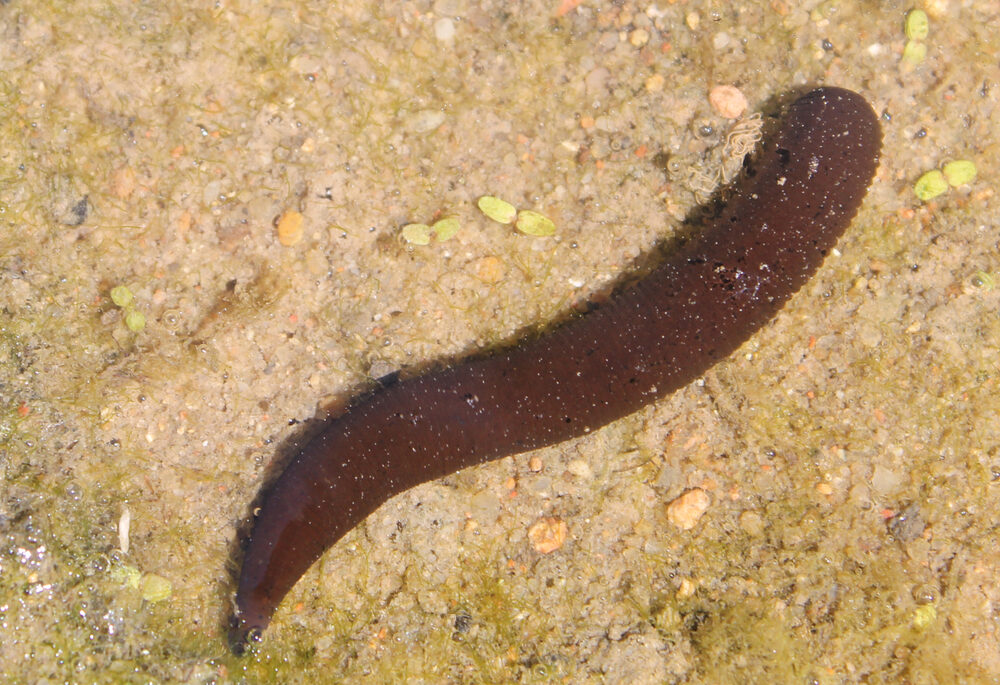 Dark brown horse leech on sand.