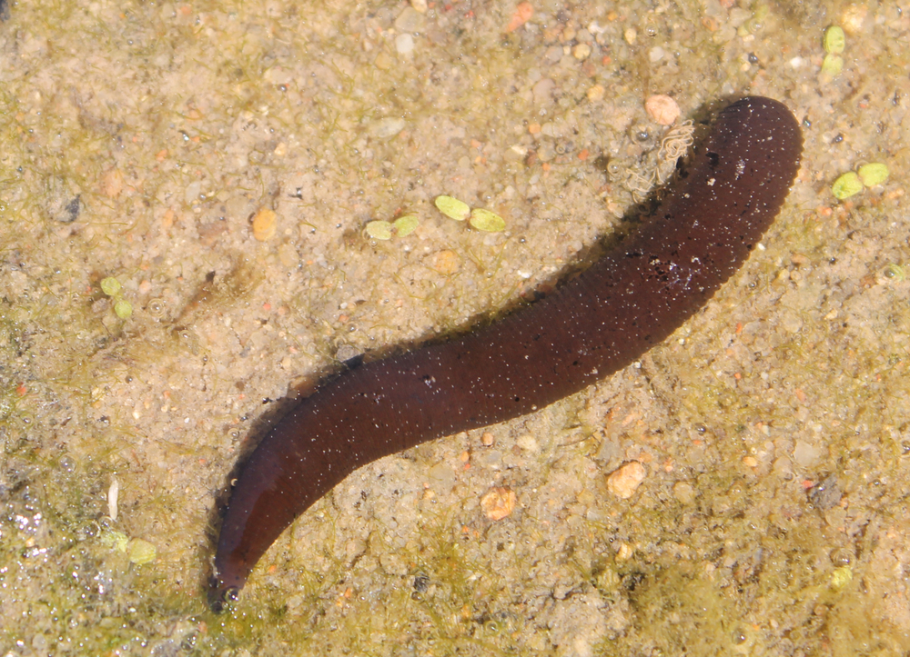 Dark brown horse leech on sand.