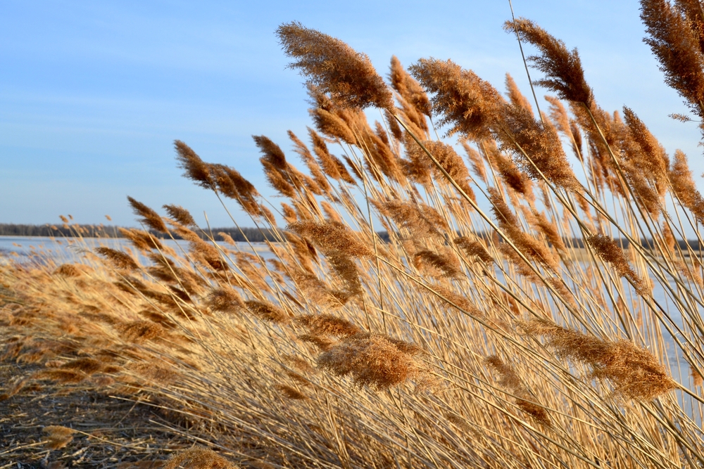 Common reeds along a lake shore.